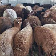 فروش گوسفند نر زنده