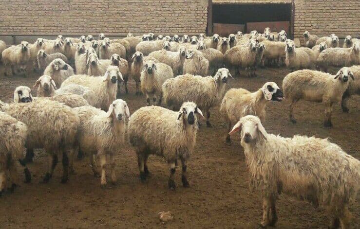 گوسفند زنده و بهداشتی