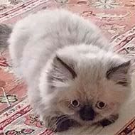 گربه هیمالین نر چشم آبی