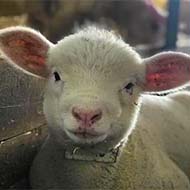 فروش گوسفند زنده بهداشتی محیط بهداشتی