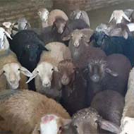 فروش گوسفند زنده برای قربانی در کل کرج