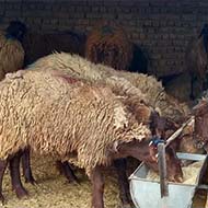 فروش گوسفند زنده بدون واسطه