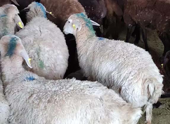 گوسفند زنده در پاسداران رسالت حکیمیه تهرانپارس