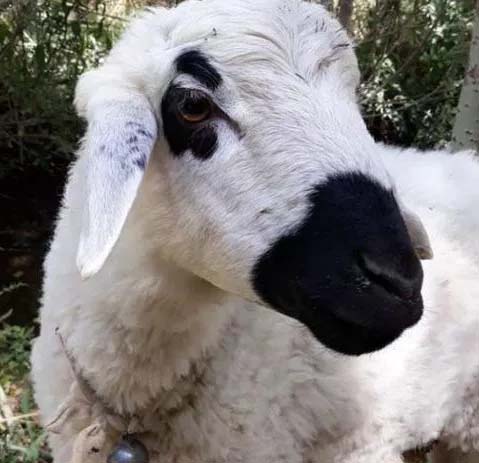 گوسفند نرینه گوشتی کم چربی کشتارگاه تایید دامپزشکی