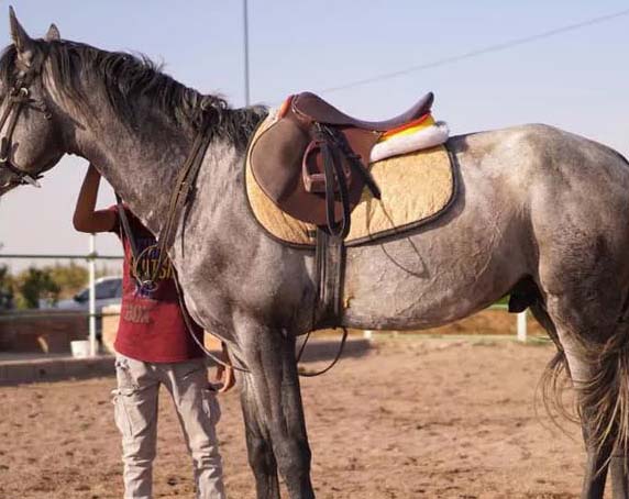 فروش اسب ترکمن