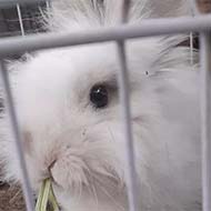خرگوش بازیگوش لوپ نر همراه قفس