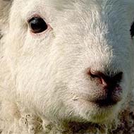 گوسفند زنده بهداشتی