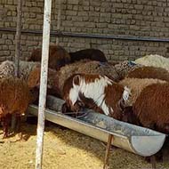 گوسفند زنده بدون واسطه وتایید دامپزشکی