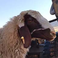 گوسفندباقصاب بهداشتی پلاک شده تمام تهران