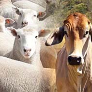 گوسفند زنده در ( البرز )