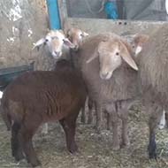 گوسفند زنده بهداشتی جهت قربانی