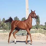 اسب عرب دوسر مصری