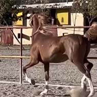 فروش اسب عرب مصری
