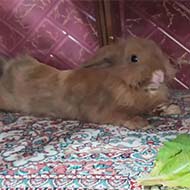 خرگوش لوپ(لپ) هلندی