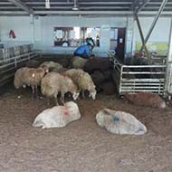 گوسفند زنده جایگاه بهداشتی