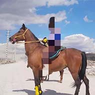 اسب ترکمن زیبا و آرام
