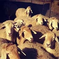 گوسفند زنده گوسفند زنده