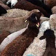 فروش گوسفند از نژاد افشار