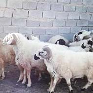 گوسفند زنده از ۳۰ کیلو به بالا برای همشهریان