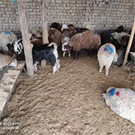 گوسفند زنده بازدهی گوشت بالا وزن در حضور مشتری