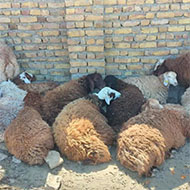 انواع گوسفندان زنده علوفه بازدهی گوشت