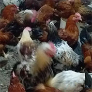 مرغ و خروس 5ماه محلی گلپایگانی اصلاح نژاد