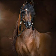خرید و فروش اسب های عرب زیبا
