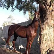 اسب عرب زیبا