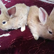 خرگوش ماده و بچه خرگوش و همستر