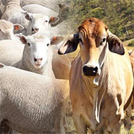 گوسفند زنده در البرز