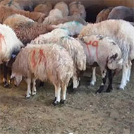 فروش گوسفند در کانال فردیس جهت مراسمات قربانی
