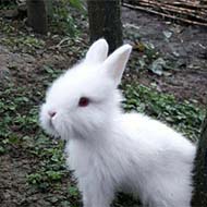 بچه خرگوش نیمه لوپ ۳۰ روزه