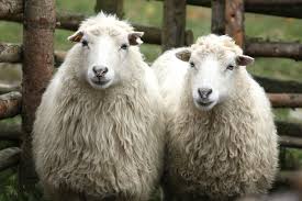 فروش گوسفند زنده با قیمت مناسب