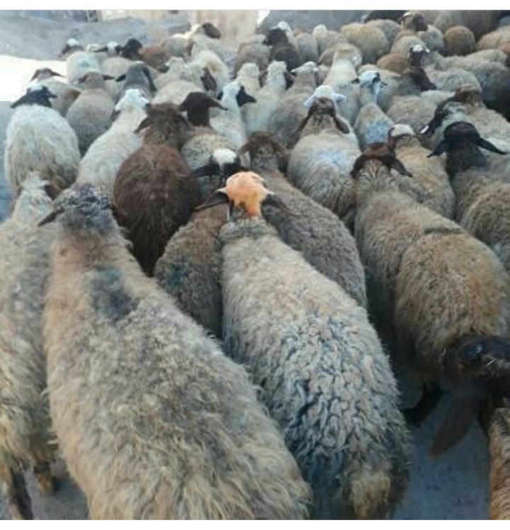 گوسفندابستن