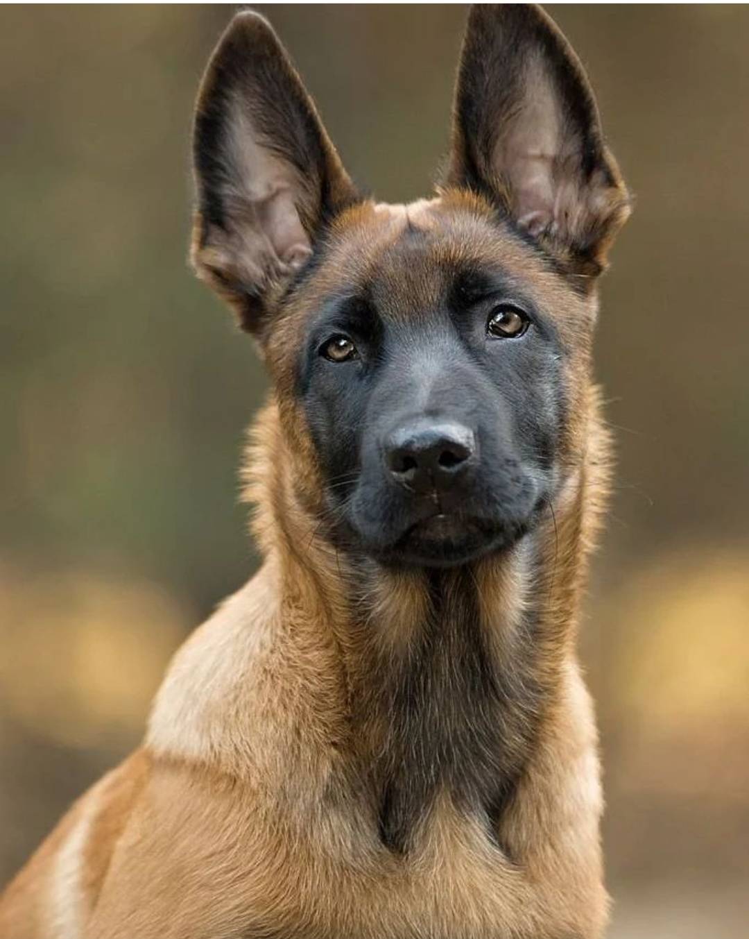 فروش سگ مالینویز پلیسی توله وبالغ