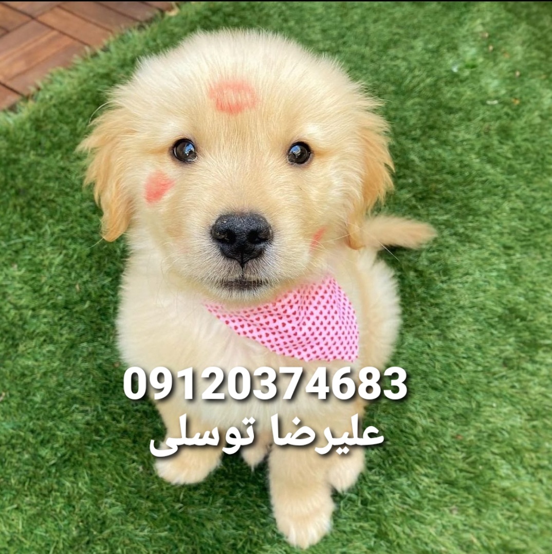 گلدن رتریور قیمت_قیمت سگ گلدن رتریور در تهران