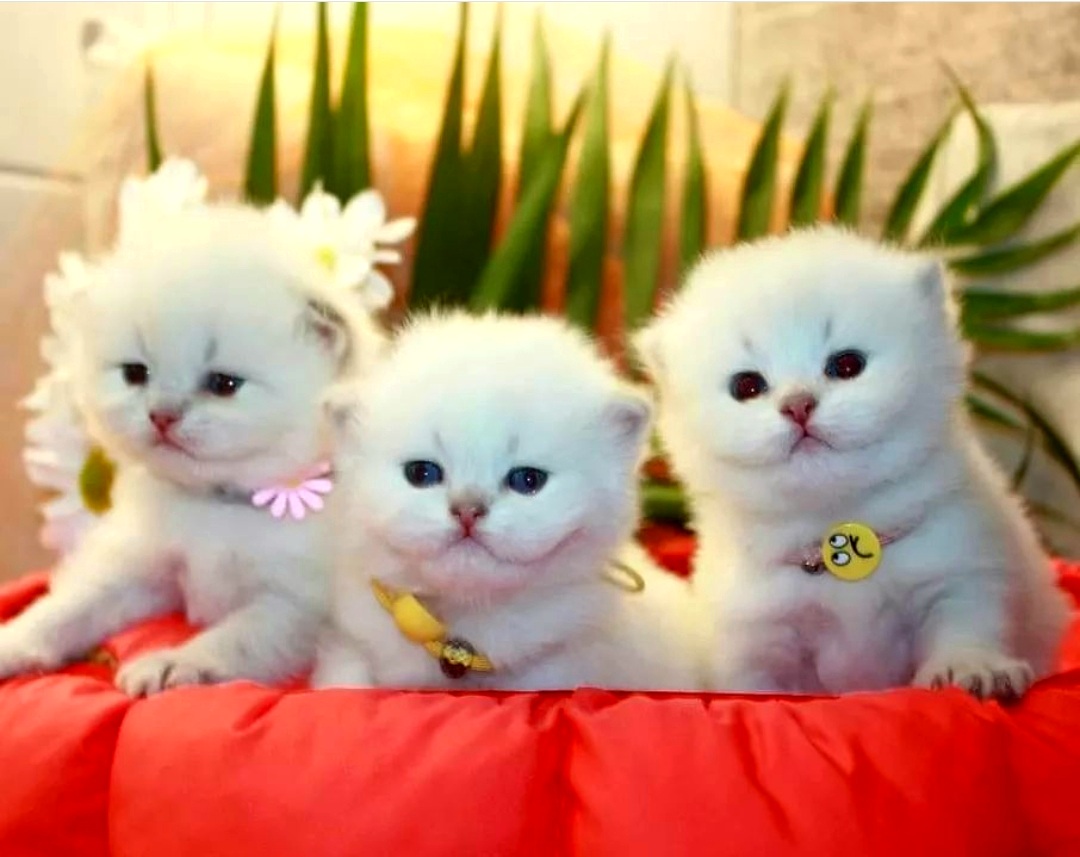 نمایشگاه دایمی انواع نژاد بچه گربه با قیمتهای استثنایی