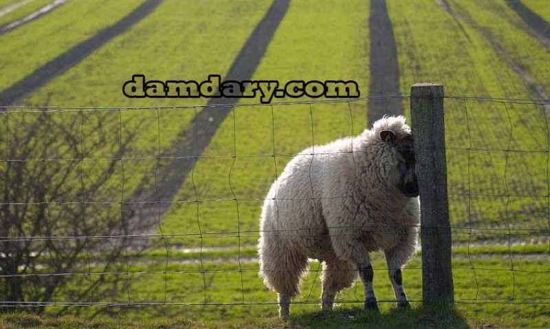 دلیل گیجی گوسفندان و نحوه درمان آن