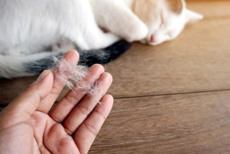 علت ریزش موی گربه و نحوه درمان آن