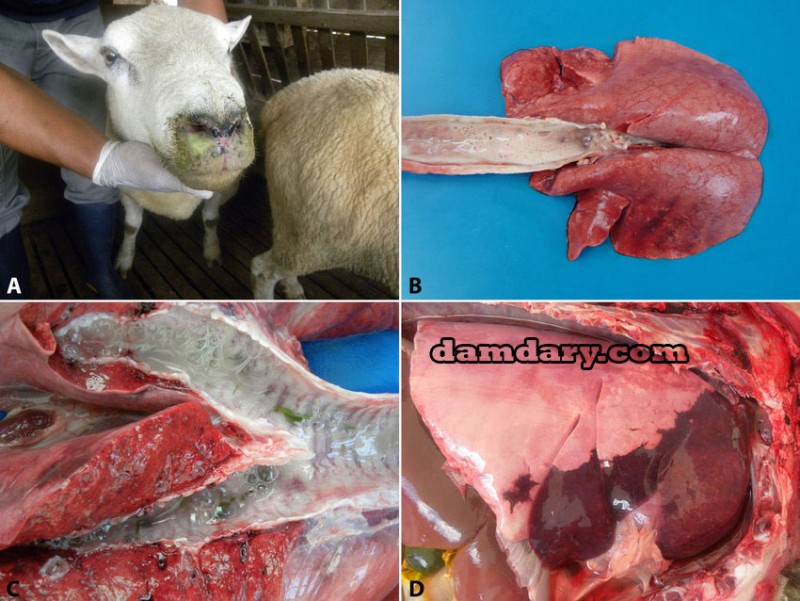 آنتروتوکسمی گوسفند جزو خطرناک ترین بیماری هاست