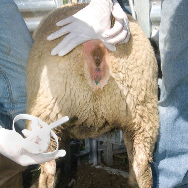 فحلی گوسفندان با هورمون تراپی