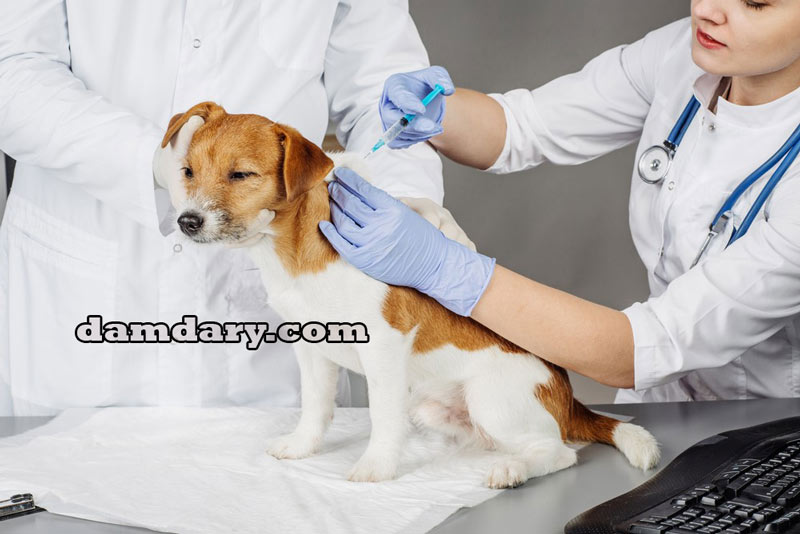 واکسیناسیون به موقع سگ باعث مقاومت سیستم بدن خواهد شد