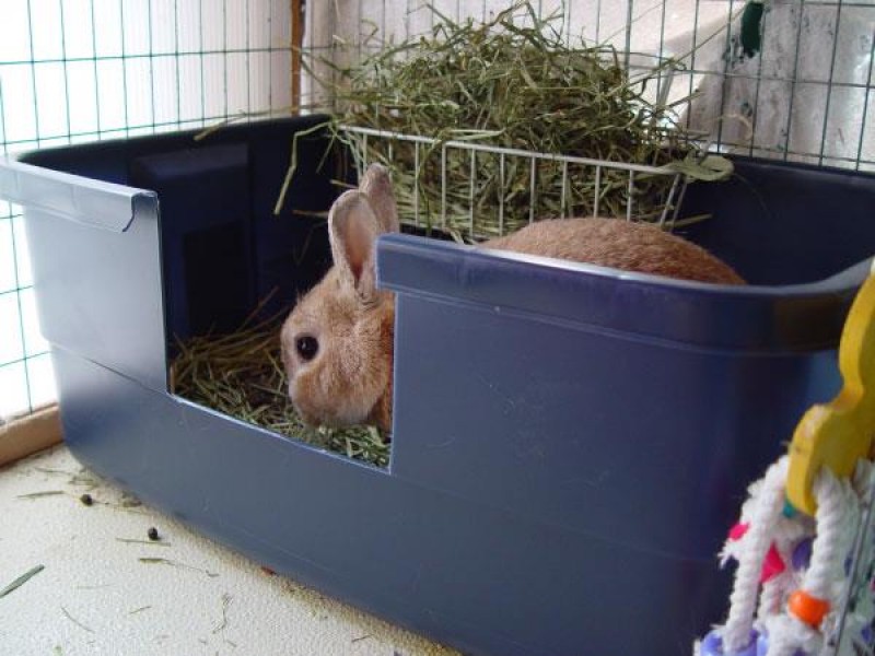 آموزش دستشویی رفتن به خرگوش ها
