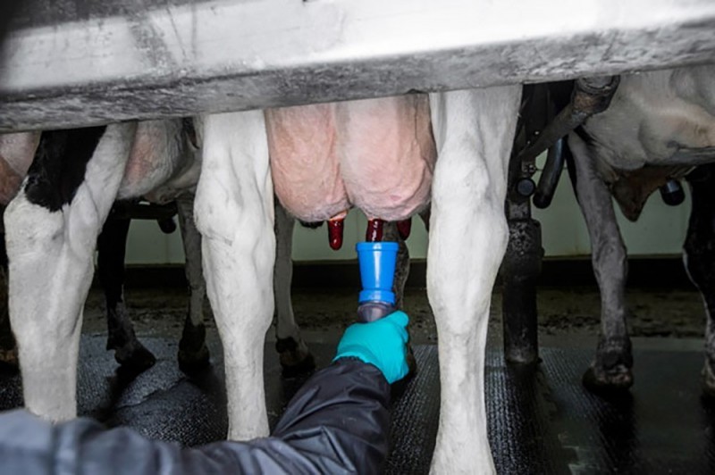 رعایت اصول بهداشتی شیر گاو به منظور کاهش بار میکروبی آن