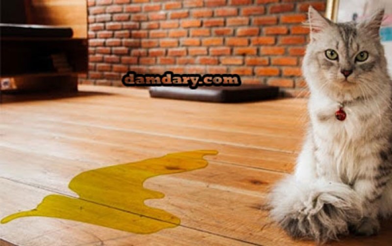 علت دستشویی و ادرار نکردن گربه ها در ظرف خاک چیست؟
