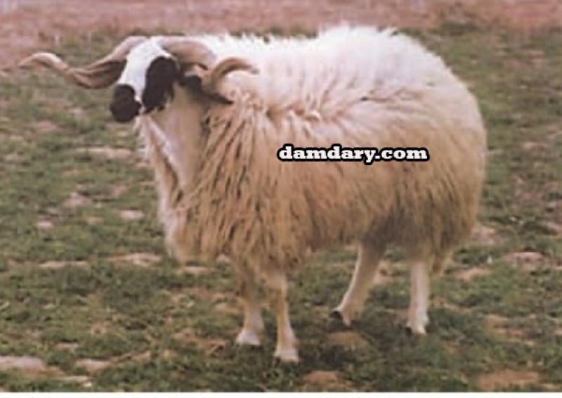 آشنایی با نژاد گوسفند ماکویی