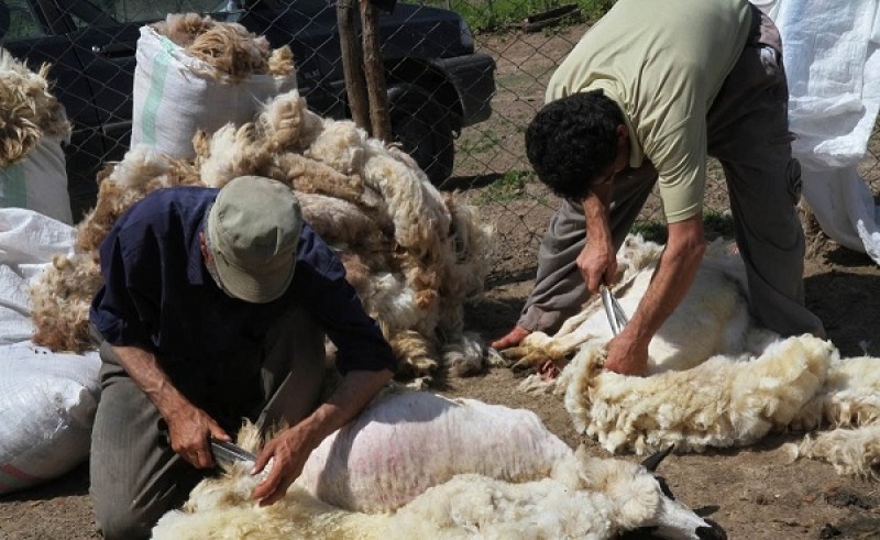 پشم و خاصیت پشم گوسفند