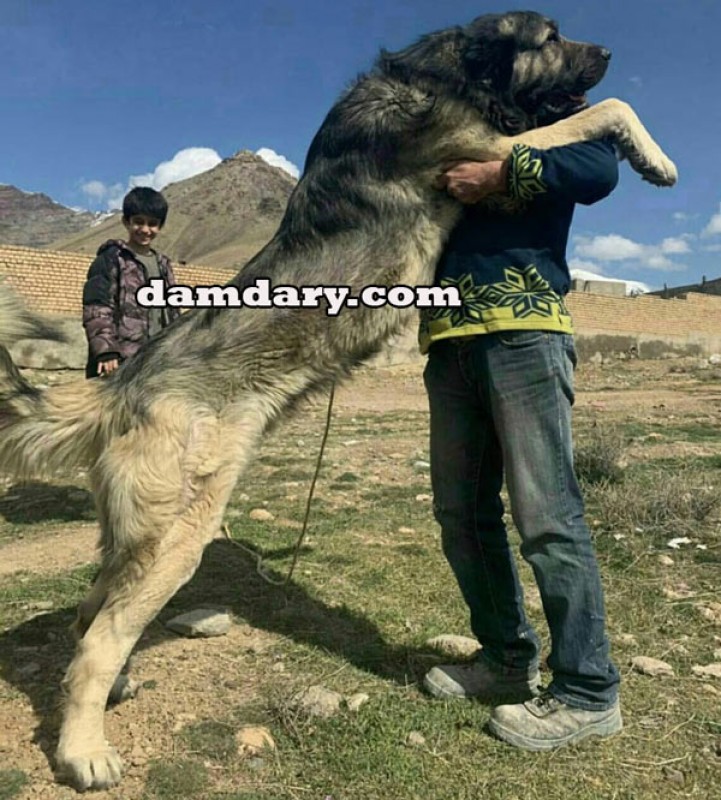 آشنایی با انواع نژاد سگ ایرانی