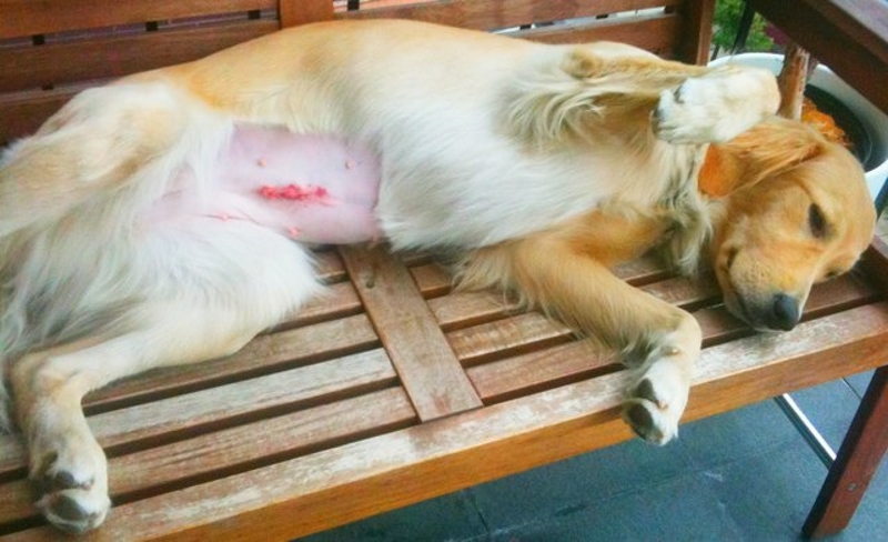 مراقبت های لازم بعد از عمل عقیم سازی سگ