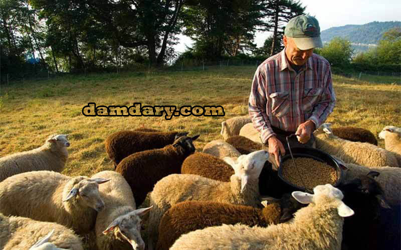 تغذیه گوسفندان باعث افزایش تولید مثل گوسفند خواهد شد